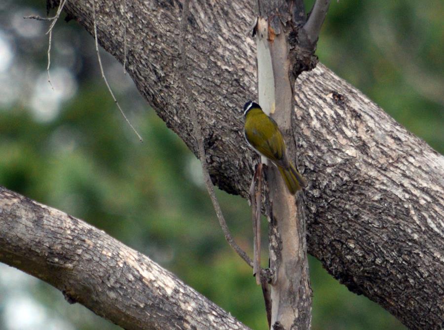 Honeyeater white naped 8 2023 0001.JPG